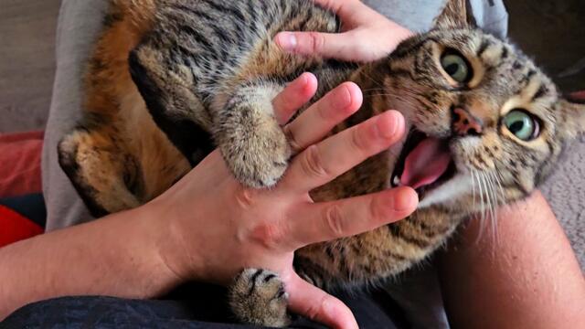 Pet me right or get a bite!