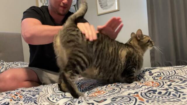 My cat likes being spanked