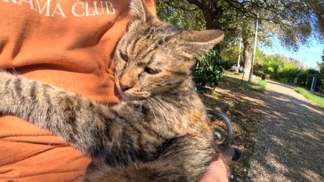 Stray cat wants to be held like a baby