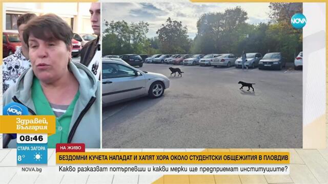 Бездомни кучета нападат пешеходци в Пловдив