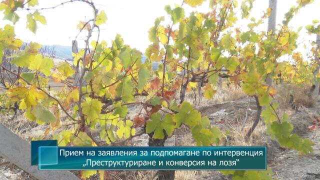Прием на заявления за подпомагане по интервенция „Преструктуриране и конверсия на лозя“