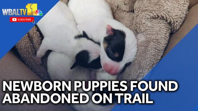 Newborn puppies found abandoned on trail in Harford County
