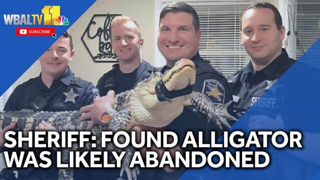 Sheriff: Alligator found was likely abandoned