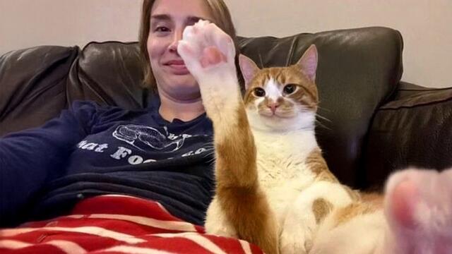 When Cat Sassy Back To Owner 😂 Funny Cat and Human