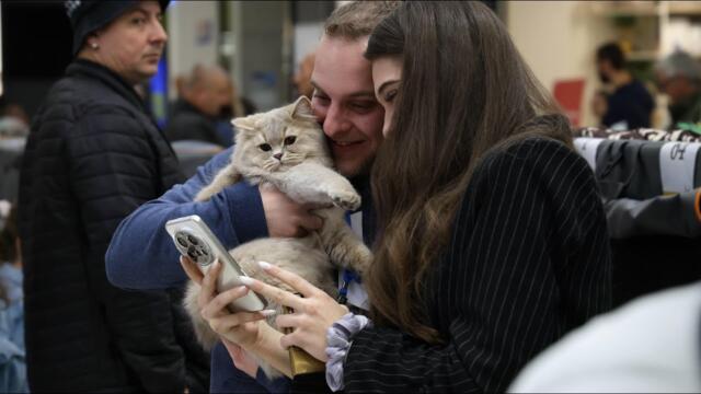 Котки световни шампиони радват погледа на софиянци