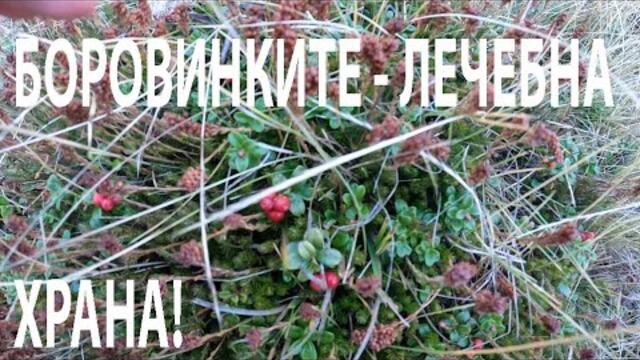 БОРОВИНКИТЕ - ЛЕЧЕБНА ХРАНА BILBERRIES – A MEDICINAL FOOD #nature #herbs #forageharvest