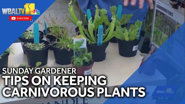 Plants that bite: An introduction to carnivorous plants on Sunday Gardener