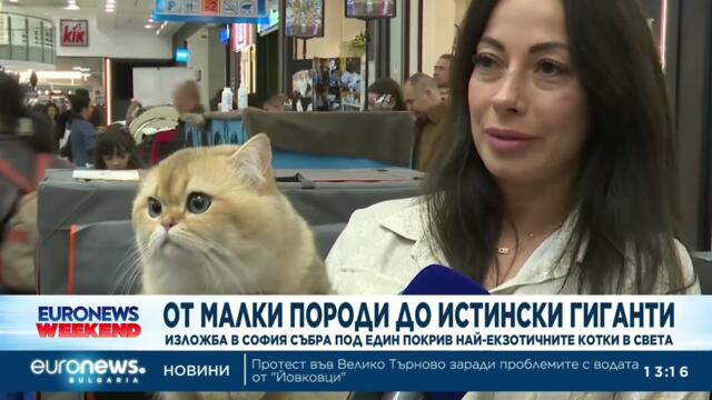 От малки до истински гиганти: Изложба в София събра под един покрив най-екзотичните котки в света