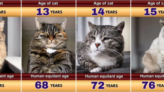 Cat's Age in Human Years