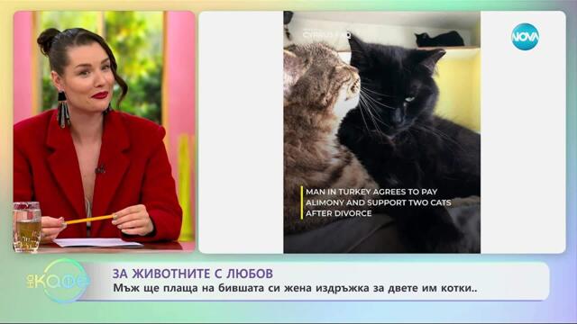 Мъж ще плаща на бившата си жена издръжка за двете им котки - „На кафе“ (29.10.2025)