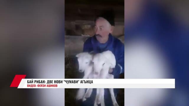 БАЙ РИБАН:  ДВЕ НОВИ  "ЧУМАВИ"  АГЪНЦА