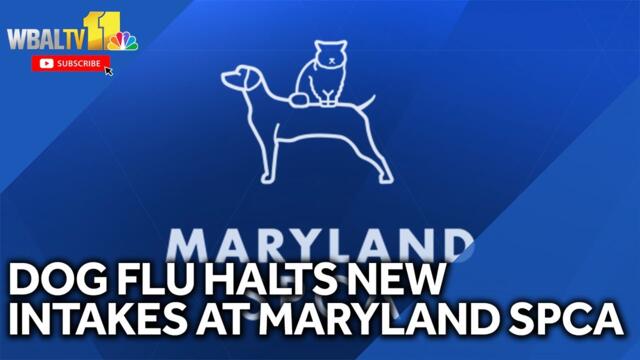 Dog flu pauses intakes at Maryland SPCA