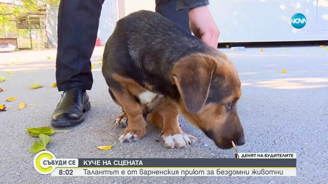 От улицата до сцената: Бездомно куче става част от варненския театър