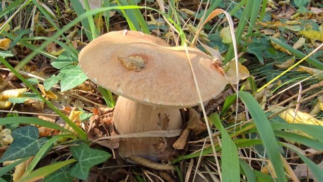 Манатарки на 1 ноември край морето