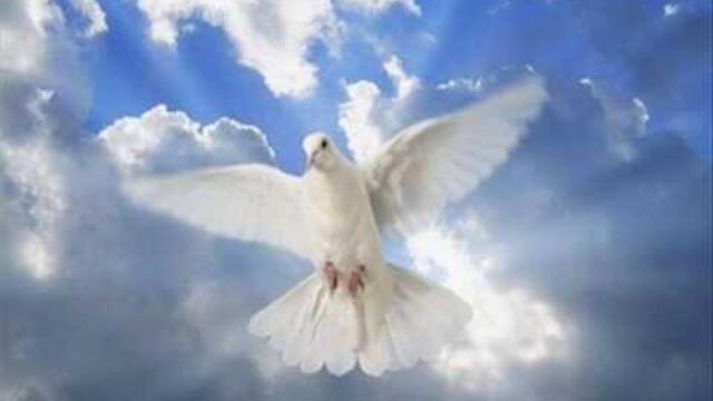 Ritam Srca - Moj golube