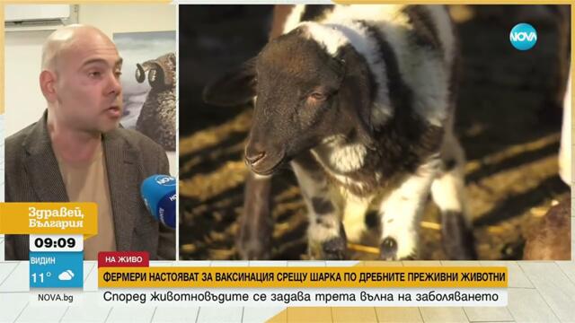 Фермери настояват за ваксинация срещу шарка по дребните преживни животни