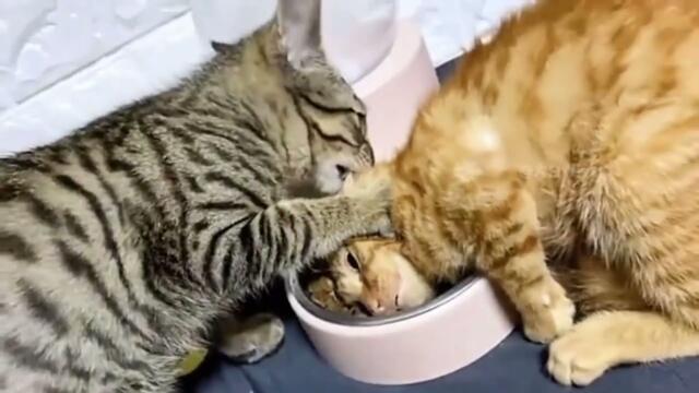 TikTok funny cats videos | #tiktokvideo