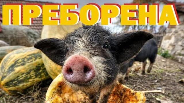 Като малко прасе с голяма тиква. Как се преборихме с корупцията. От Минало незабравимо до Аз, Арбуза