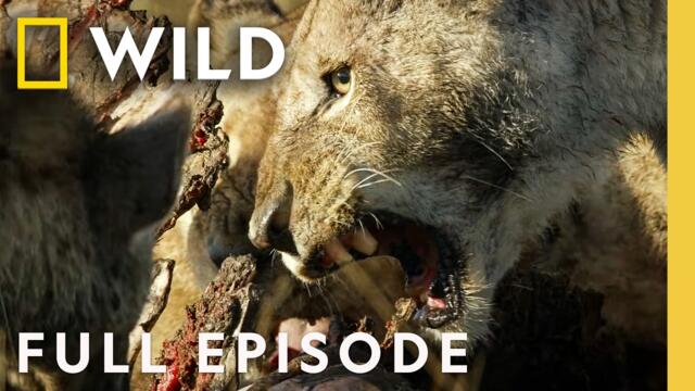 Reign of Torment (Full Episode) | Savage Kingdom Compilation | Nat Geo Animals