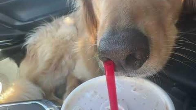 Golden Goofs Doing Golden Things