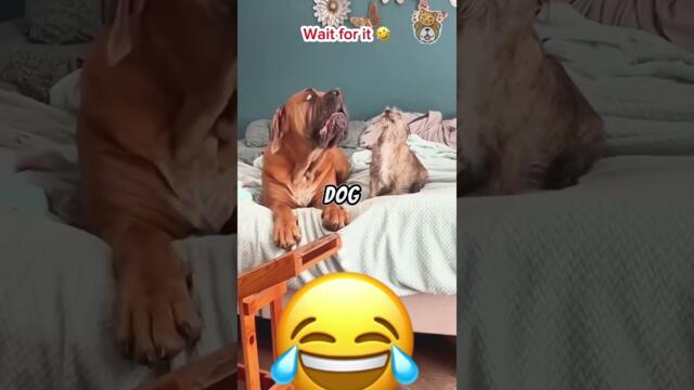 Wait for it bruhh..😂 #funny #funnyvideos #dog #cat #pet #animals #funnyanimals #voiceover #foryou