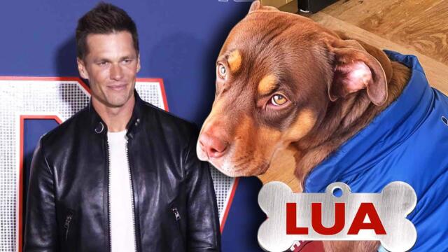 NFL Legend Tom Brady Receives Backlash After Cloning His Dog