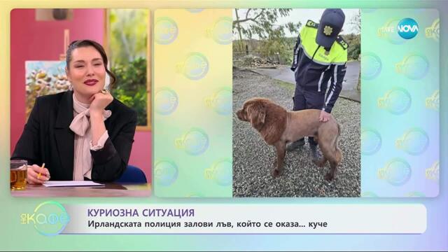 Ирландската полиция залови лъв, който се оказа... куче - „На кафе“ (06.11.2025)
