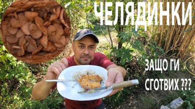 ЧЕЛЯДИНКИ - ЗАЩО ГИ СГОТВИХ? Fairy ring mushrooms: Why I coocked them? Marasimus oreades #гъби