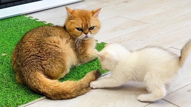 Baby kittens attacked their mother's tail so cutely. Subtitles!
