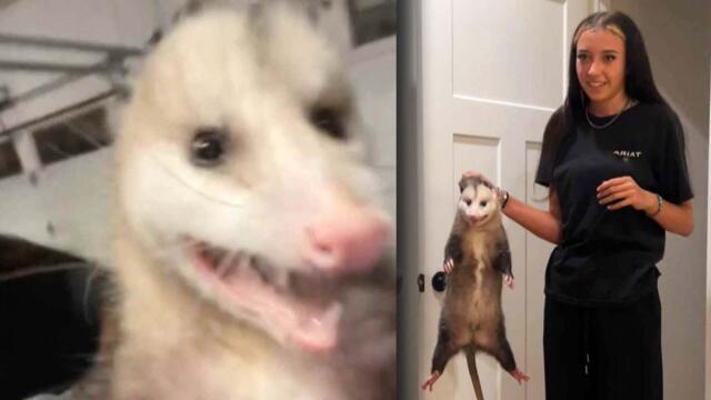 Fearless Teens Brings Wild Possum Into House To Show Her Parents