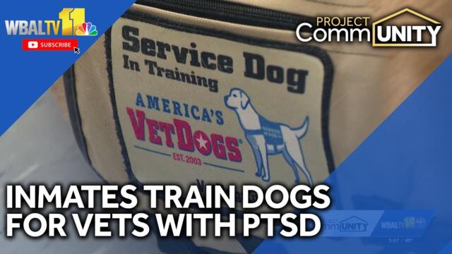 Inmates help train puppies for veterans with PTSD