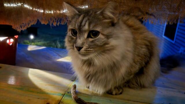 'Miracle Cat' Returns Home After Devastating Hurricane