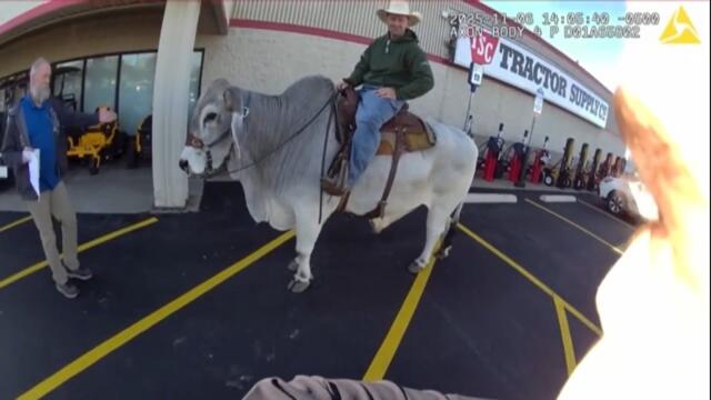 Cop Hilariously Responds To Call Of 'Suspicious' Man Riding Bull In Parking Lot