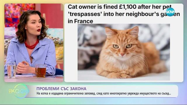 На котка е издадена ограничителна заповед, след увреждане на имущество - „На кафе“ (12.11.2025)