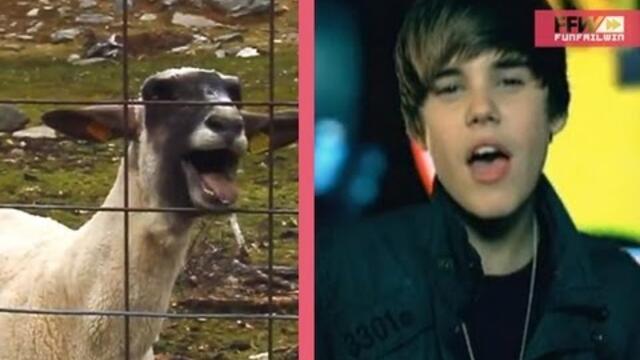 Justin Bieber - Baby Goat || FFW