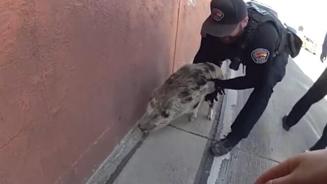 Cops Chase Wild Pig Running Around Highway In Albuquerque