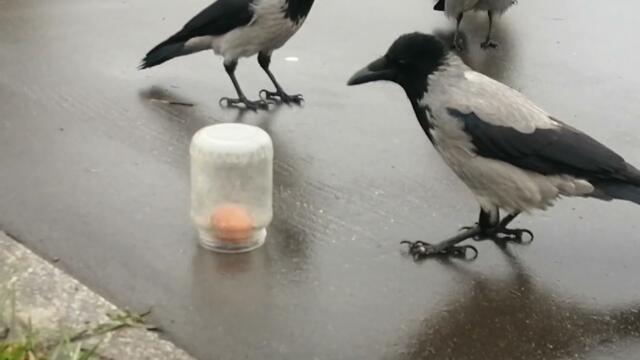 Jar hacking technique #crow #iqtest / Вороны и техника вскрытия банки. Пазлы для ворон