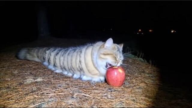 Мутанты из Чернобыля — живу седьмой день 😱 // AI (Sora 2)