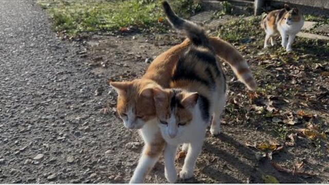 Влюбени сладури 😻❤️😻 #cat