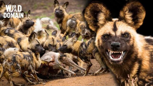 ДИВИ КУЧЕТА | Смъртоносната Битка Между Глутници И Съперничещи Хищници