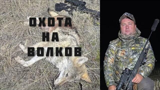 ОХОТА на ВОЛКОВ. Добыл 5 волков в полнолуние.