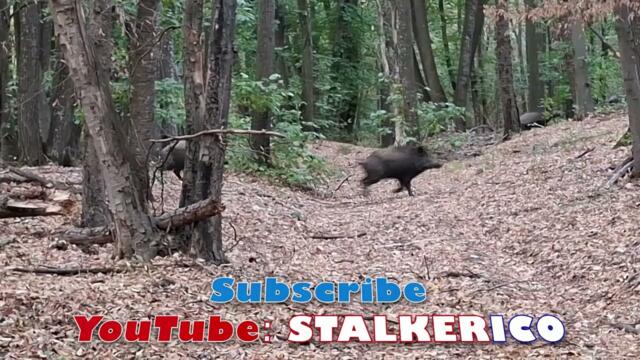 Българска дива свиня / Bulgarian wild boar