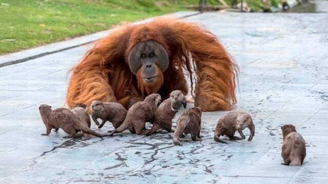 Animals Can't Stop Being Hilarious😂 NEW Funny ANIMALS Video of Year