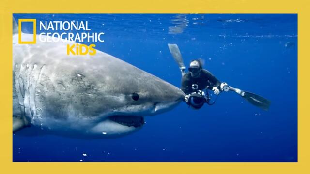 World's Biggest Great White Full Episode | @natgeokids