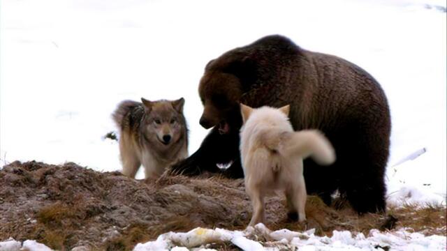Зима без пощады: охота волков и борьба за добычу!