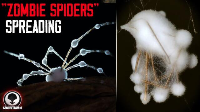Something TERRIFYING Is Happening to Spiders.. Scientists Worried!