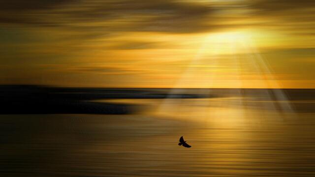 💛"Нежни целувки" ... (Arseniy Yakshiyants)💙