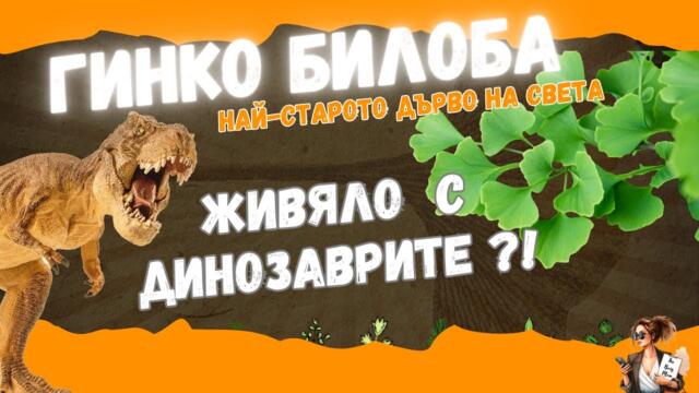 ГИНКО БИЛОБА - НАЙ-СТАРОТО дърво на Земята /История,ползи,рецепти / GINKGO BILOBA - THE OLDEST TREE