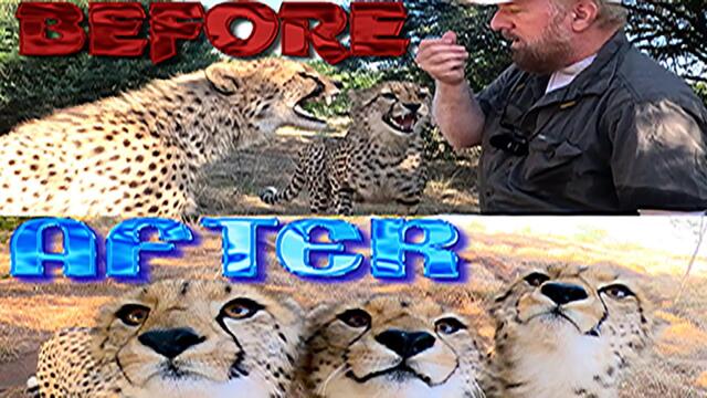 Taming Of The Cheetah Cubs | Yearlings Hiss Spit Intimidate Charge Get Angry Before Love & Purring