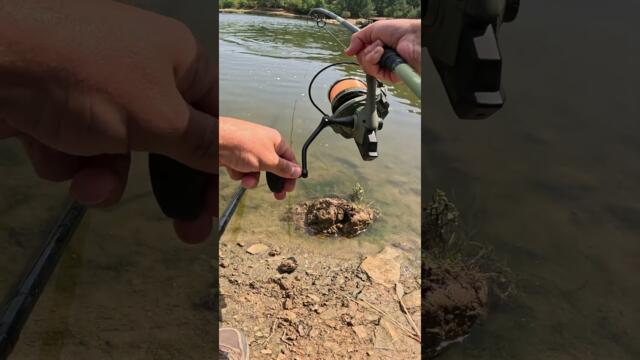 Бял Амур. Как хванах 5 вида риба и ПОДОБРИХ личният си РЕКОРД за шаран за един ден!  #shorts  #carp